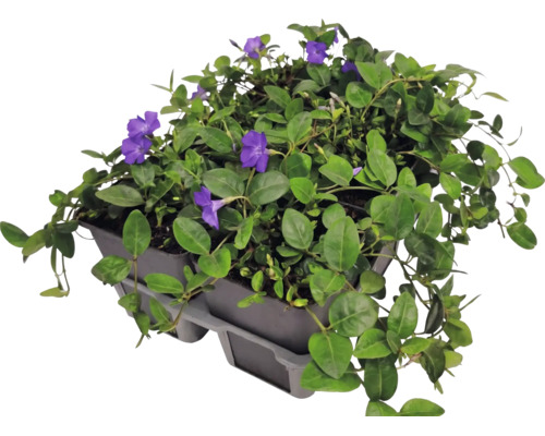 Kleines Immergrün Vinca minor im Sechserpack mit violetten Blüten und grünen Blättern.