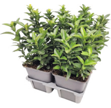 Fusain du Japon Euonymus japonicus dans des pots de culture sur un plateau en plastique.