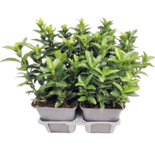Fusain du Japon Euonymus japonicus en pot de culture, plante de haie à feuillage persistant pour le jardin.