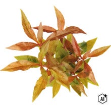 Une plante d'aquarium vue de dessus avec des feuilles allongées. (Image AI modified or generated)