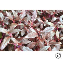 Gros plan sur une plante d intérieur décorative avec des feuilles lancéolées et des tiges distinctives (Image AI modified or generated)