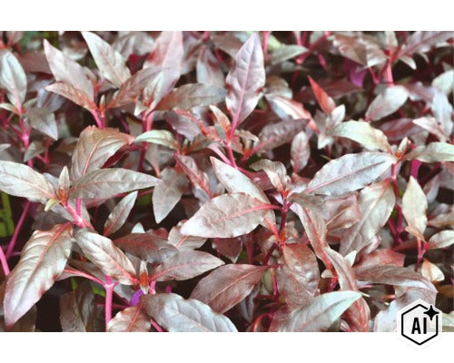 Gros plan sur une plante d intérieur décorative avec des feuilles lancéolées et des tiges distinctives (Image AI modified or generated)