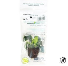 Plante d aquarium Dennerle Plants Anubias barteri var. nana sur substrat de fibre de coco en emballage plastique (Image AI modified or generated)