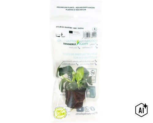 Plante d aquarium Dennerle Plants Anubias barteri var. nana sur substrat de fibre de coco en emballage plastique (Image AI modified or generated)
