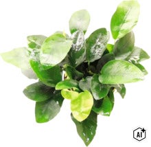 Plante d aquarium Anubias barteri var. nana avec des feuilles ovales brillantes pour l aquariophilie. (Image AI modified or generated)
