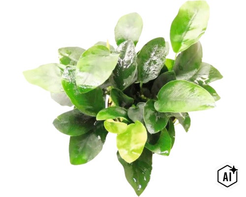 Plante d aquarium Anubias barteri var. nana avec des feuilles ovales brillantes pour l aquariophilie. (Image AI modified or generated)