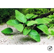 Plante d aquarium Anubias barteri var. nana sur sol sablonneux (Image AI modified or generated)