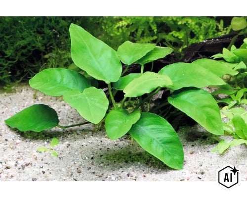 Plante d aquarium Anubias barteri var. nana sur sol sablonneux (Image AI modified or generated)