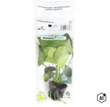 Plante d aquarium Anubias barteri var. nana en emballage plastique par Dennerle Plants (Image AI modified or generated)
