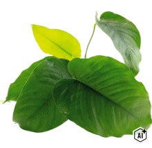 Plante d intérieur Philodendron avec des feuilles en forme de cœur comme plante hydroponique décorative (Image AI modified or generated)