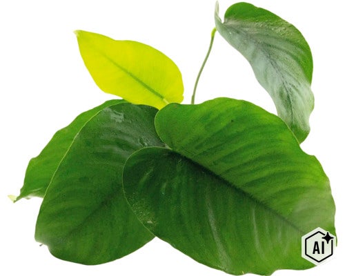 Plante d intérieur Philodendron avec des feuilles en forme de cœur comme plante hydroponique décorative (Image AI modified or generated)