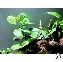 Plante d aquarium Anubias barteri avec des feuilles vertes et des inflorescences sur des roches de lave (Image AI modified or generated)
