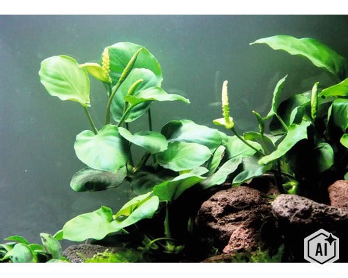 Plante d aquarium Anubias barteri avec des feuilles vertes et des inflorescences sur des roches de lave (Image AI modified or generated)