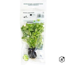 Plante d aquarium Bacopa caroliniana de Dennerle Plants dans un emballage transparent (Image AI modified or generated)