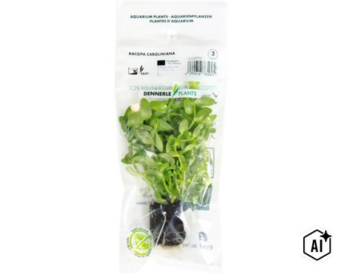 Plante d aquarium Bacopa caroliniana de Dennerle Plants dans un emballage transparent (Image AI modified or generated)