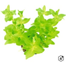 Plante d aquarium vivante pour la plantation en arrière-plan (Image AI modified or generated)