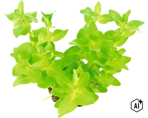 Plante d aquarium vivante pour la plantation en arrière-plan (Image AI modified or generated)