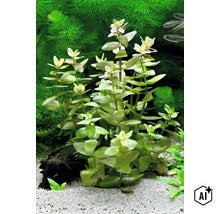 Plante d aquarium Bacopa caroliniana avec des tiges dressées et des feuilles ovales dans un aquarium sur un lit de sable (Image AI modified or generated)