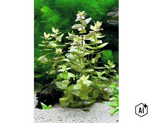 Plante d aquarium Bacopa caroliniana avec des tiges dressées et des feuilles ovales dans un aquarium sur un lit de sable (Image AI modified or generated)