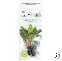 Plante d'aquarium Dennerle Plants Cryptocoryne wendtii Brown en sachet (Image AI modified or generated)