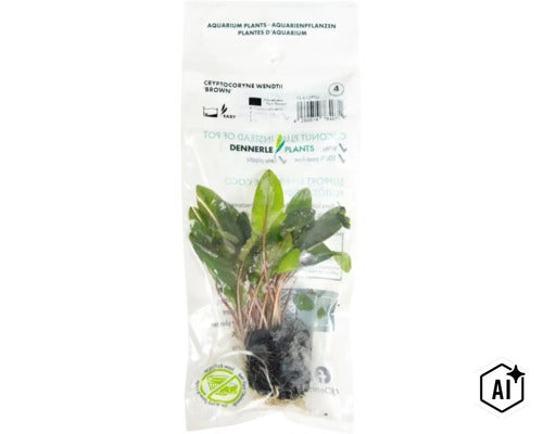 Plante d'aquarium Dennerle Plants Cryptocoryne wendtii Brown en sachet (Image AI modified or generated)