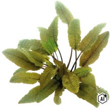 Plante d aquarium Cryptocoryne Wendtii Tropica (Image AI modified or generated)