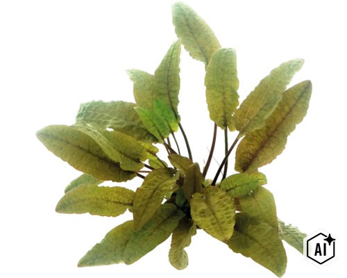 Plante d aquarium Cryptocoryne Wendtii Tropica (Image AI modified or generated)