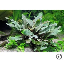 Plante aquatique Cryptocoryne wendtii plantée dans un aquarium (Image AI modified or generated)