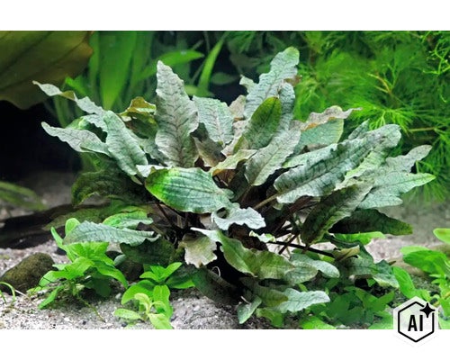 Plante aquatique Cryptocoryne wendtii plantée dans un aquarium (Image AI modified or generated)