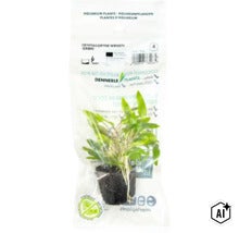 Plante d aquarium Dennerle Cryptocoryne wendtii Green dans son emballage (Image AI modified or generated)
