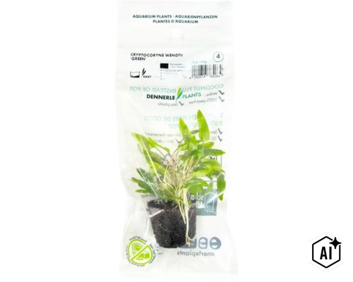 Plante d aquarium Dennerle Cryptocoryne wendtii Green dans son emballage (Image AI modified or generated)