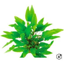 Plante aquatique Cryptocoryne en tant que plante d aquarium verte (Image AI modified or generated)