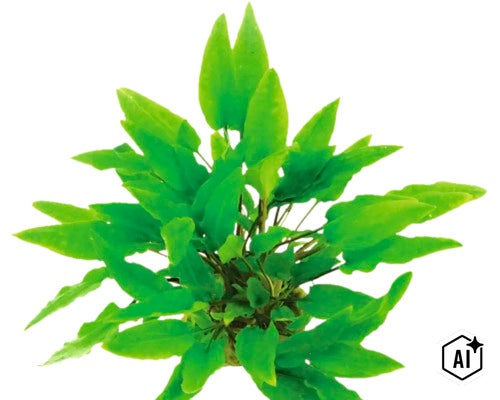 Plante aquatique Cryptocoryne en tant que plante d aquarium verte (Image AI modified or generated)