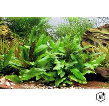Cryptocoryne wendtii plante aquatique verte dans un aquarium planté avec du gravier et des pierres. (Image AI modified or generated)