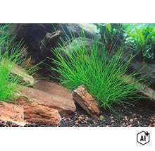 Plante d aquarium Eleocharis acicularis dans un bac planté avec des pierres et du substrat (Image AI modified or generated)
