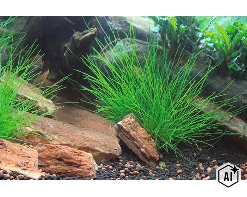 Plante d aquarium Eleocharis acicularis dans un bac planté avec des pierres et du substrat (Image AI modified or generated)