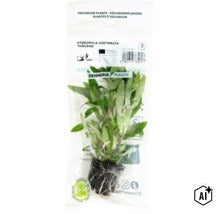 Plante d aquarium Dennerle Plants Hygrophila corymbosa Thailand en emballage plastique (Image AI modified or generated)