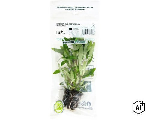 Plante d aquarium Dennerle Plants Hygrophila corymbosa Thailand en emballage plastique (Image AI modified or generated)