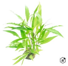 Plante d aquarium fougère de Java Microsorum pteropus en bouquet pour la plantation sous marine dans l aquarium. (Image AI modified or generated)