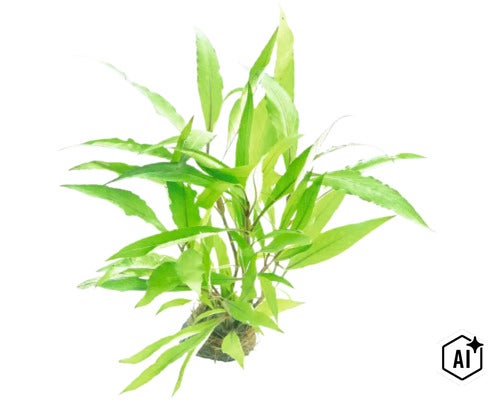 Plante d aquarium fougère de Java Microsorum pteropus en bouquet pour la plantation sous marine dans l aquarium. (Image AI modified or generated)
