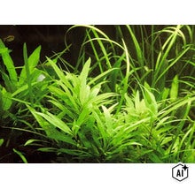 Plante d'aquarium aux feuilles étroites et lancéolées dans un paysage sous-marin. (Image AI modified or generated)