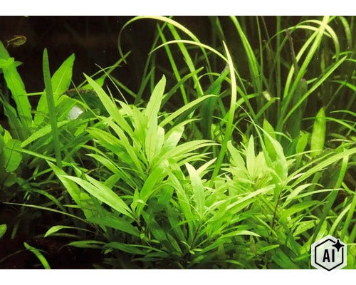 Plante d'aquarium aux feuilles étroites et lancéolées dans un paysage sous-marin. (Image AI modified or generated)