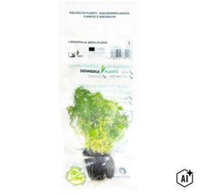 Plante d aquarium Dennerle Plants Limnophila sessiliflora sous emballage transparent avec motte de fibres de coco et conseils d entretien. (Image AI modified or generated)