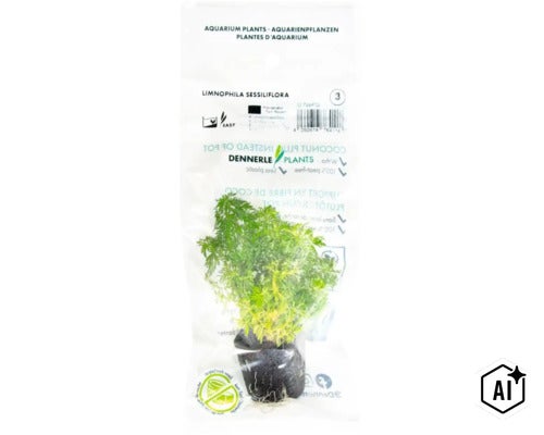 Plante d aquarium Dennerle Plants Limnophila sessiliflora sous emballage transparent avec motte de fibres de coco et conseils d entretien. (Image AI modified or generated)