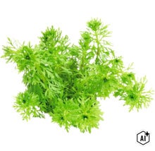 Plante d aquarium Limnophila sessiliflora pour la plantation en arrière plan (Image AI modified or generated)