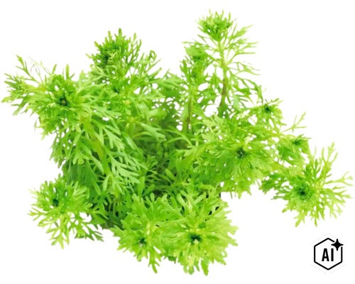 Plante d aquarium Limnophila sessiliflora pour la plantation en arrière plan (Image AI modified or generated)