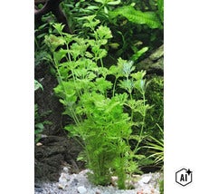 Plante aquatique à feuilles fines Limnophila sessiliflora dans un aquarium sur un sol clair (Image AI modified or generated)