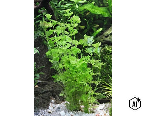 Plante aquatique à feuilles fines Limnophila sessiliflora dans un aquarium sur un sol clair (Image AI modified or generated)