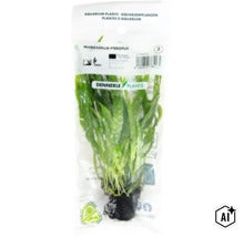 Dennerle Plants Microsorum pteropus plante d aquarium en sachet (Image AI modified or generated)