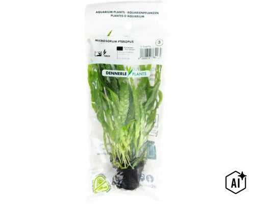 Dennerle Plants Microsorum pteropus plante d aquarium en sachet (Image AI modified or generated)